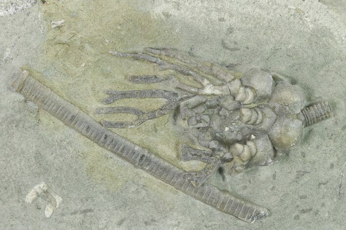 Fossil Crinoid (Cyathocrinites) - Crawfordsville, Indiana #132803